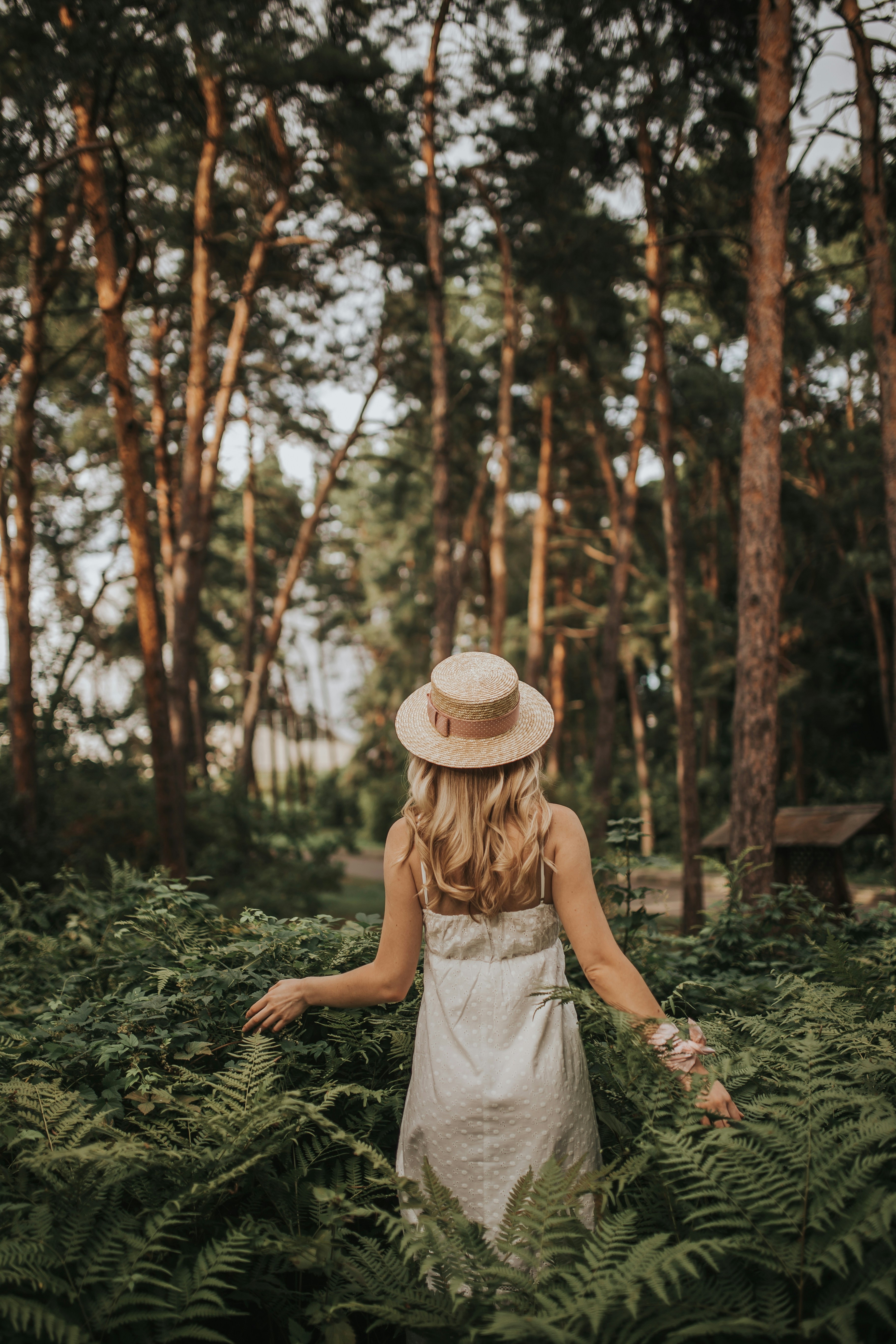 A woman in a straw hat and white sundress walking through sunlit ferns in a pine forest